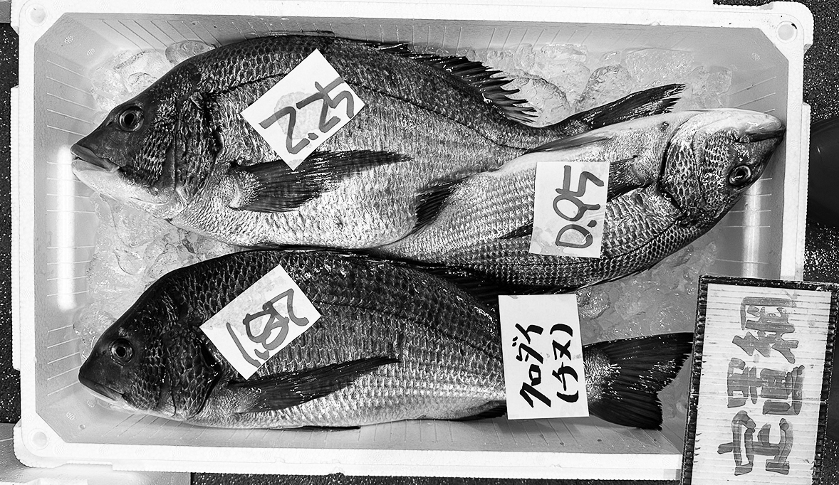 10p_魚_クロダイ