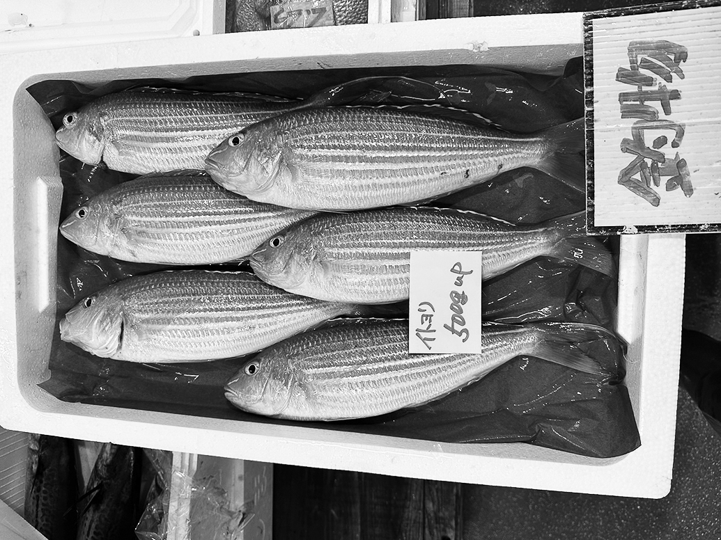 13p_魚_イトヨリ