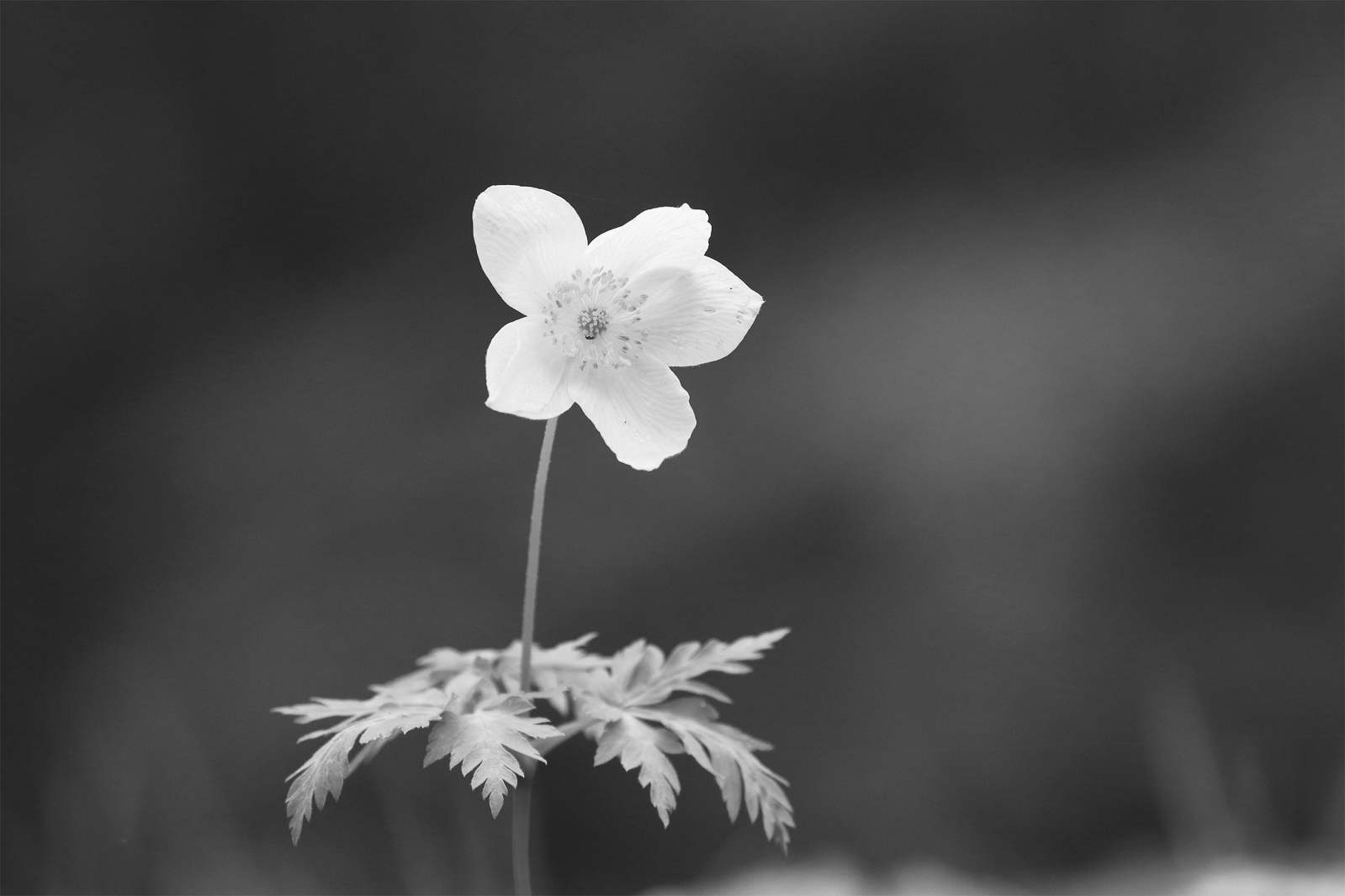 02p_No5