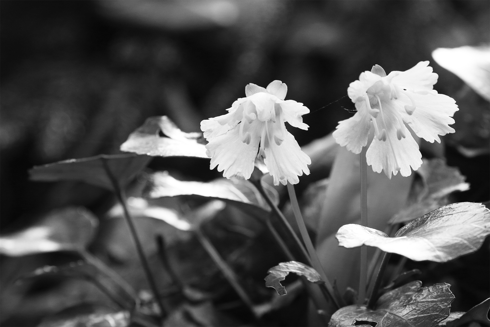 05p_No24