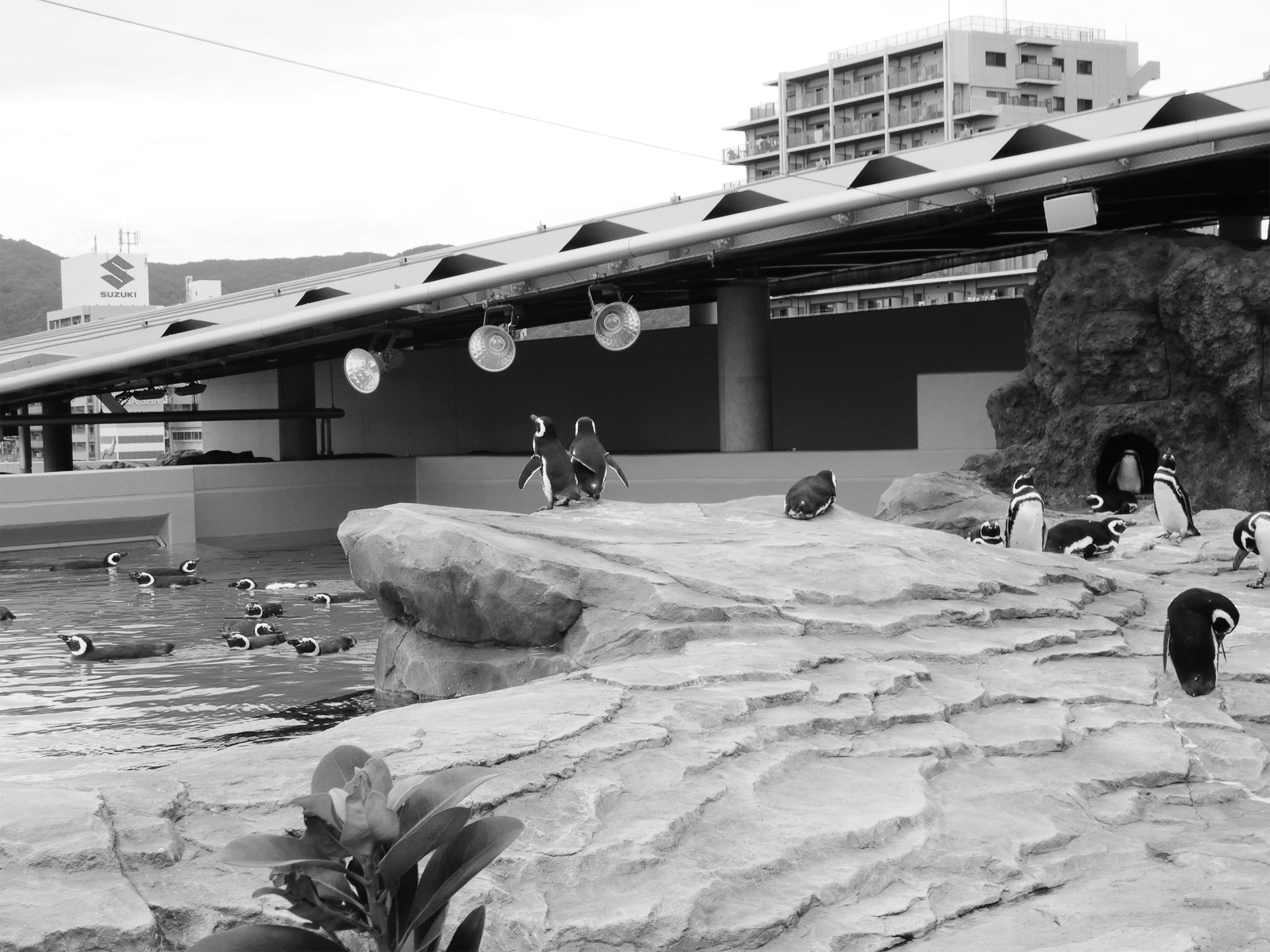22p_訪問_須磨SW_004ペンギンプール