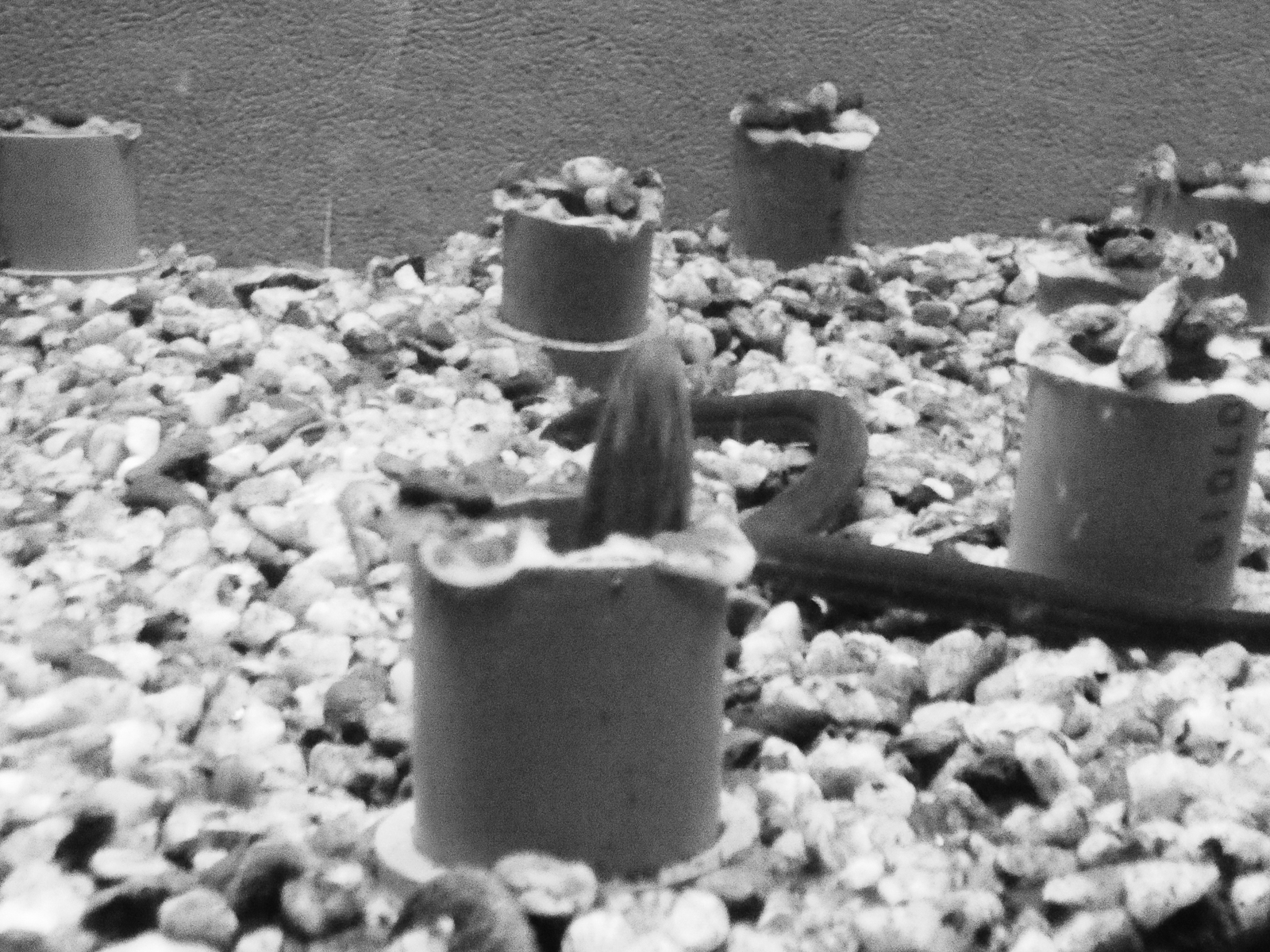 19p_訪問_04赤目滝