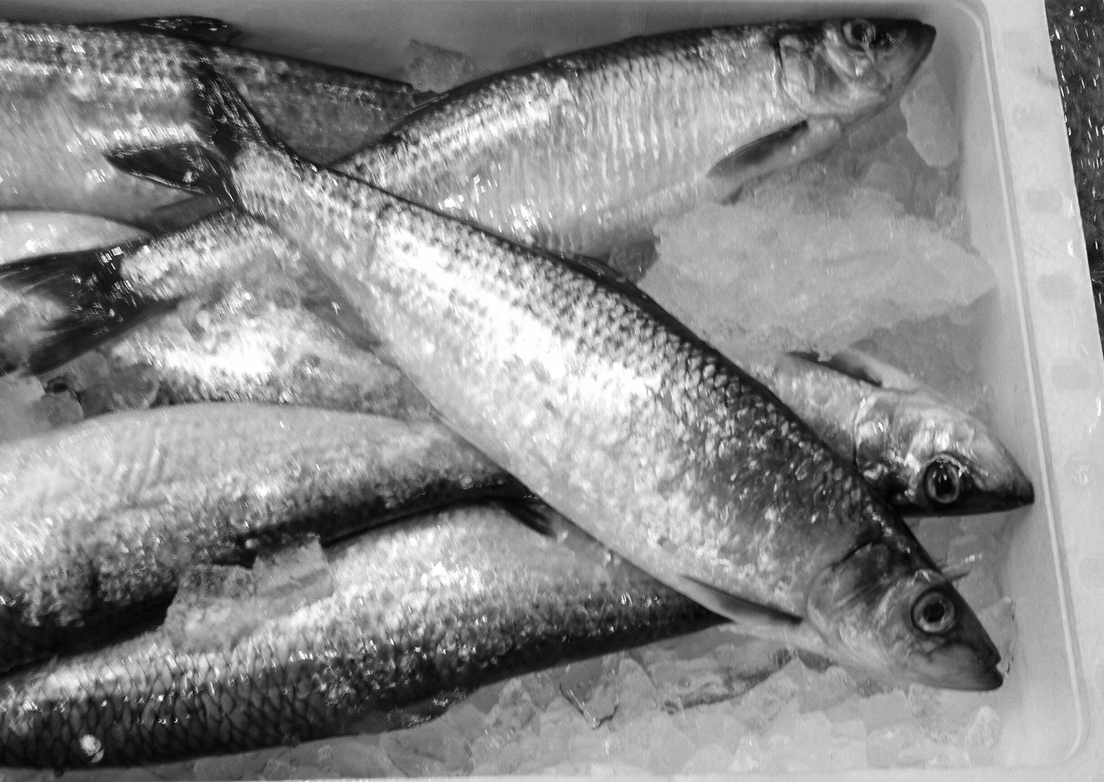 12p_魚_ニシン